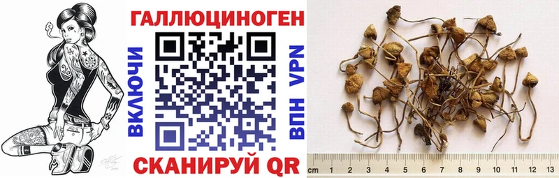 закладка  Геленджик  Галлюциногенные грибы GOLDEN TEACHER 
